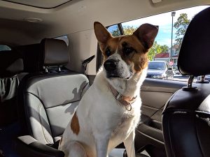 Dog sititng in Car