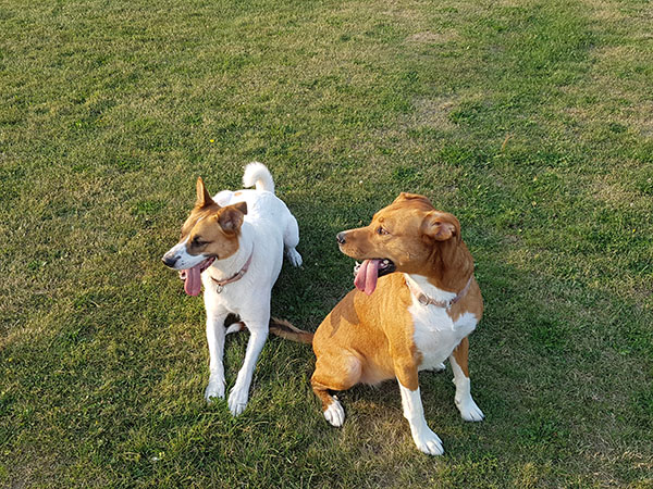 Two dogs outside